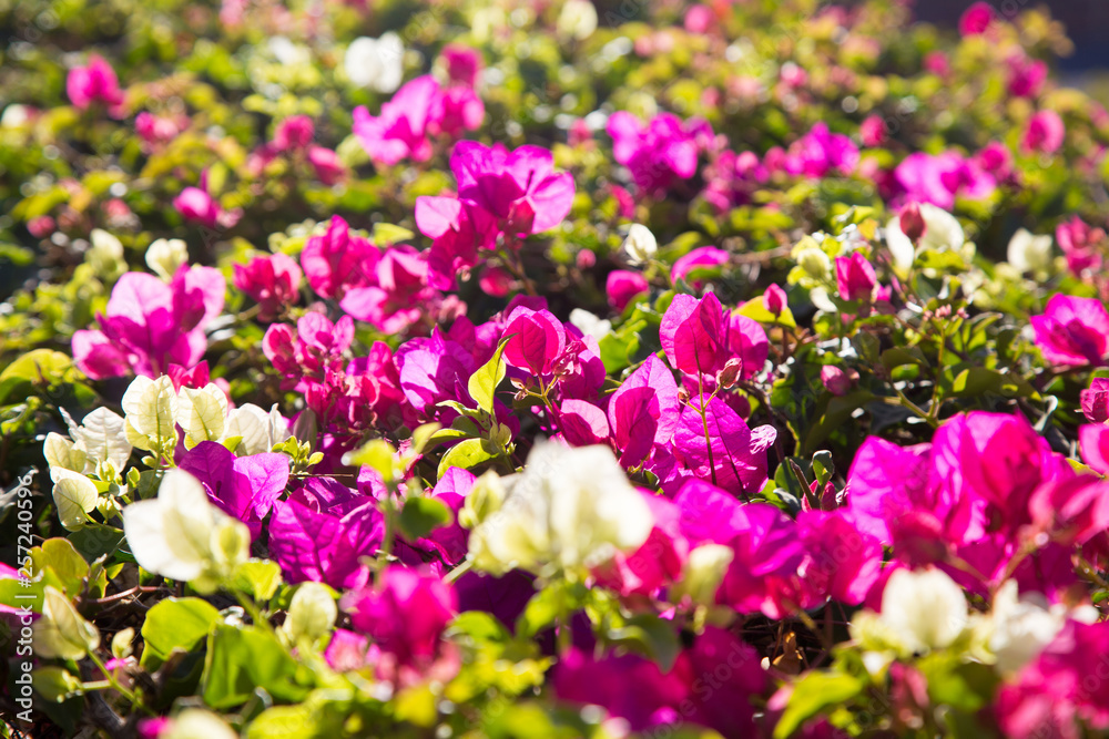 Bright flowers. Summer and spring background. Multicolored flowers in the sunlight. Bright flowers. Summer and spring background. Multicolored flowers in the sunlight.