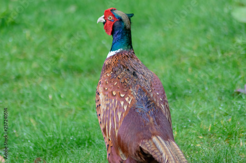 Pheasant in Garden