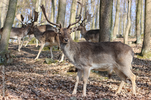 European Fallow Deer in the forest © perfidni1