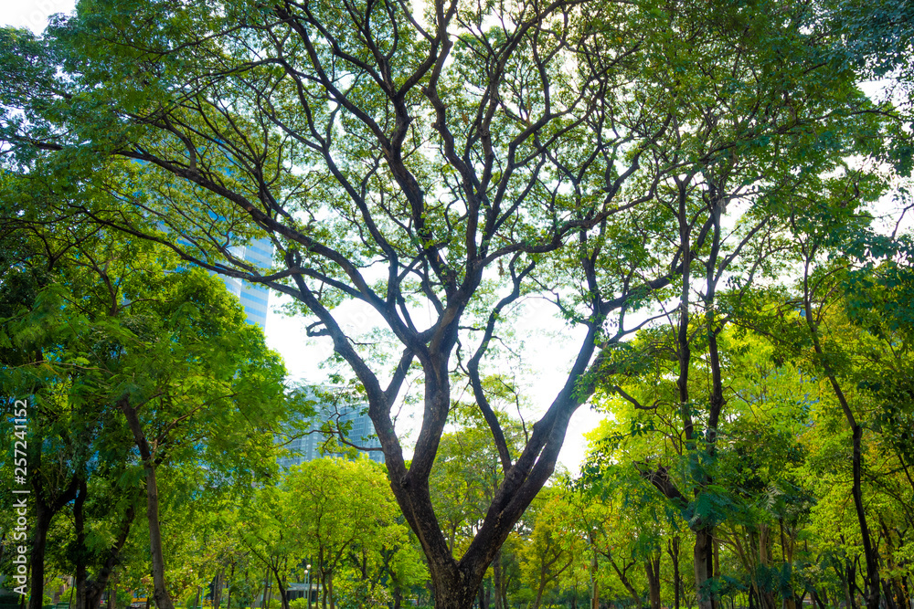 Fototapeta premium Beautiful and charming fresh green trees in park at midtown of city