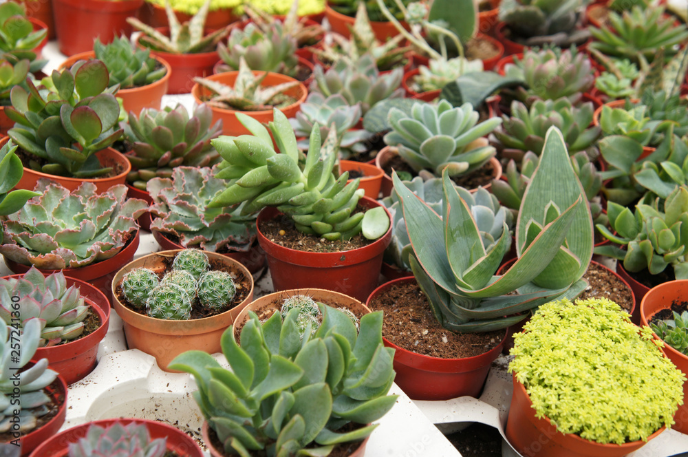 Obraz premium Selected focused on a group of small and colourful cactus planted in small plastic pots. The cactus will be used as indoor decoration. Sale to the customer as income for farmers. 