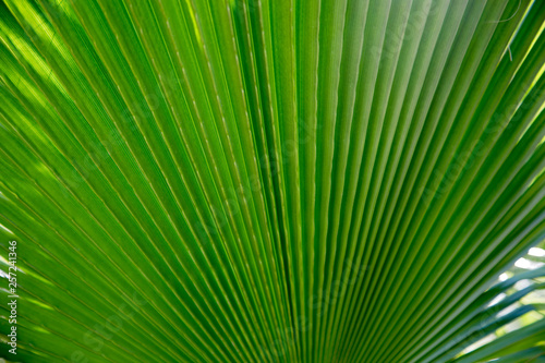 Texture of bright green tropical leaves. Summer vegetative background. Natural summer and spring background. Copy space.