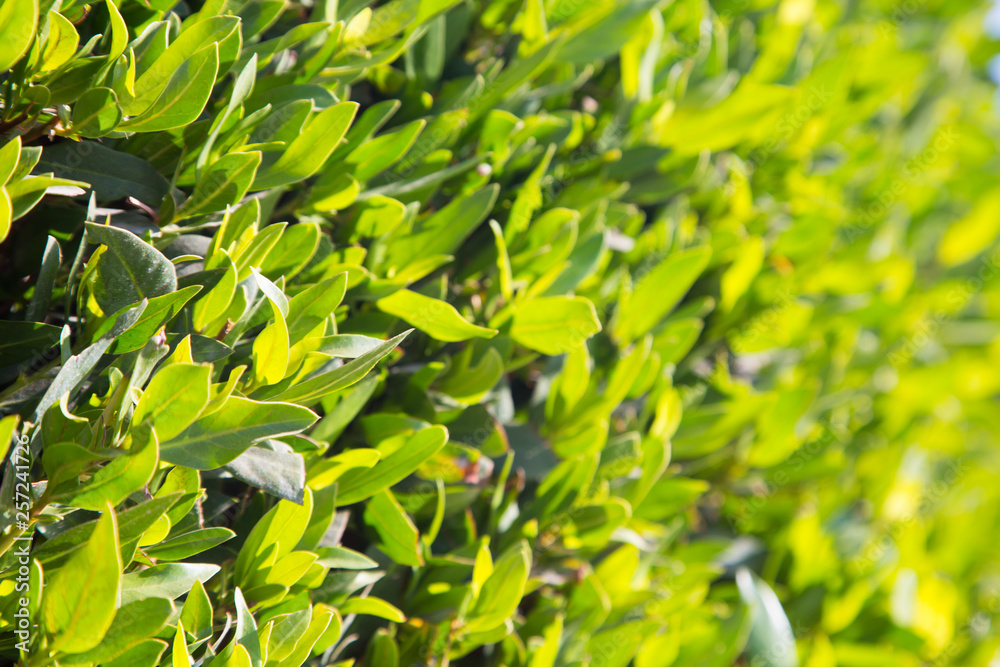 Obraz premium Texture of bright green tropical leaves. Summer vegetative background. Natural summer and spring background. Copy space.