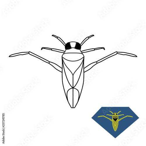 Water bug illustration. Backswimmer insect Notonecta glauca. photo