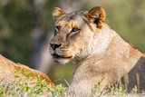 Portrait of a female lion in Sabi Sands Game Reserve in the Greater Kruger Region in South Africa