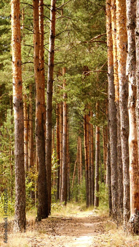 Fototapeta premium forest in autumn