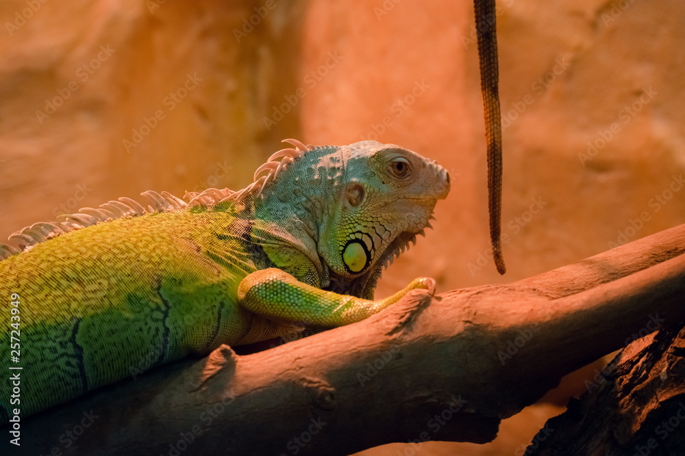 The iguana lizard sits on the wood. The iguana lizard sits on the wood.