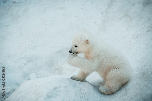 Funny polar little bear with a finger in his mouth.