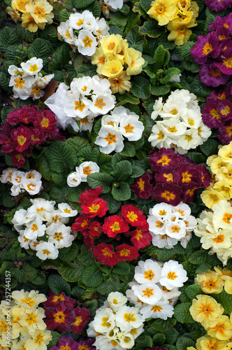 Colorful flowers of Primrose  Primula .