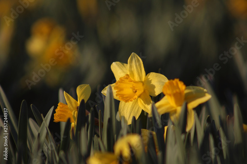 Spring field of blooming narcissus flowers in yellow 