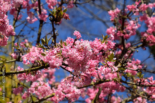Viburnum bodnantense Charles Lamont Arrowwood tree blossom