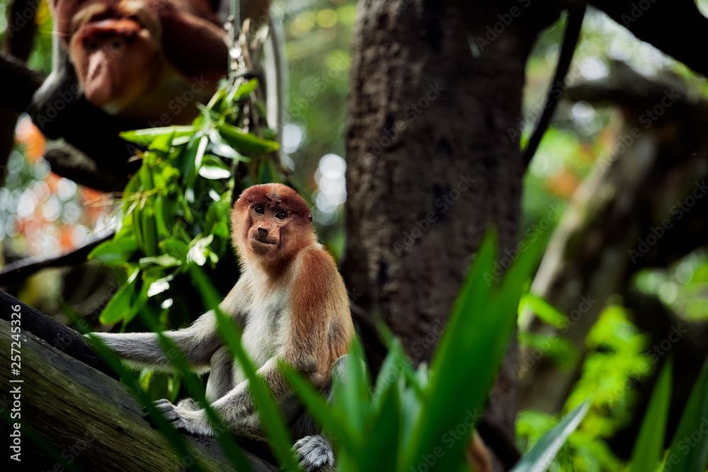Fototapeta premium Cub monkeys Nasalis larvatus playing in the water and in the trees.