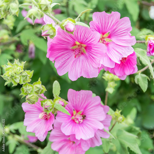 Pink flowers on the outskirts of Thun, Switzerland © owsigor