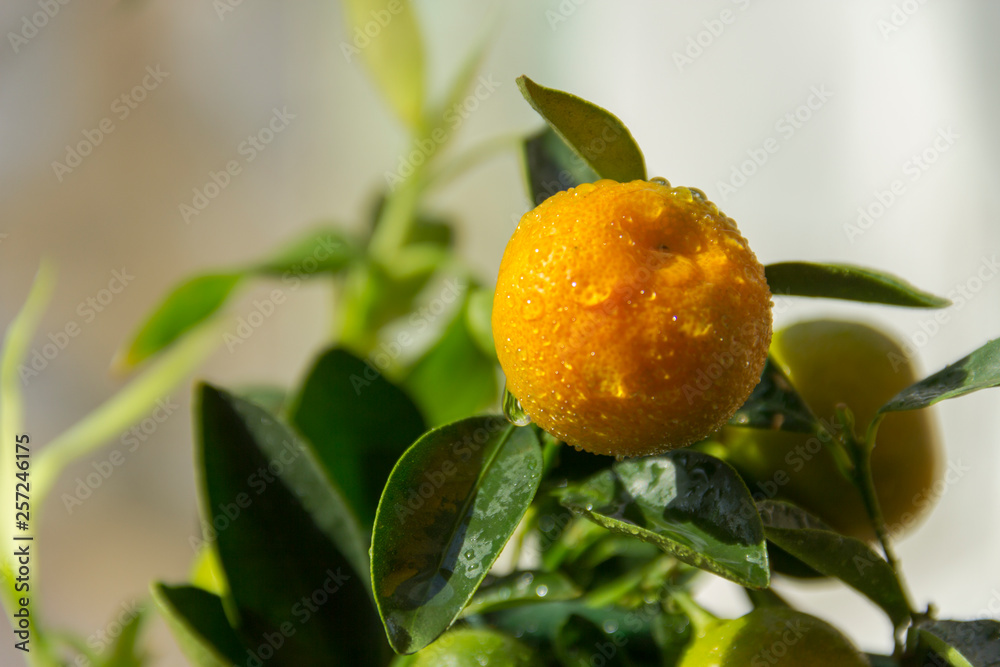 Mandarins branch with water drops