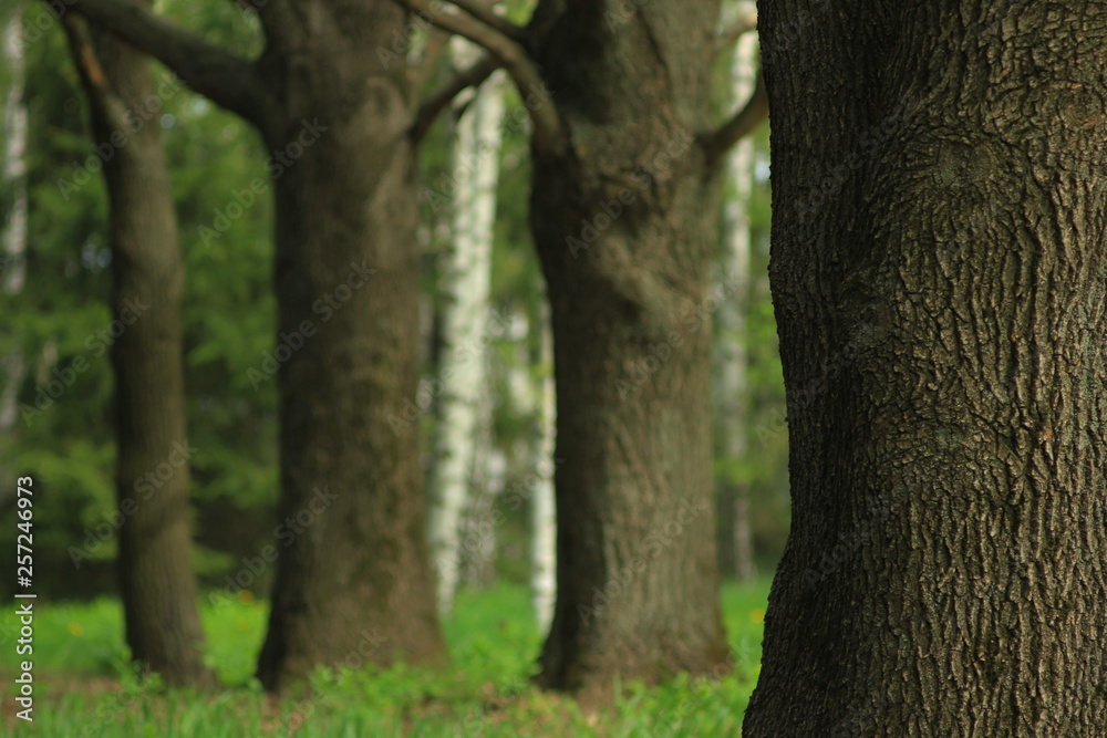 Obraz premium Trunks of trees on a green background.