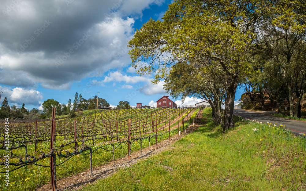 Fototapeta premium An uphill view of spring in the Sonoma Wine country. A vineyard is on the left with buildings at the top of the hill. Green grass flowers and trees in the center. A road in right. Clouds and blue sky.
