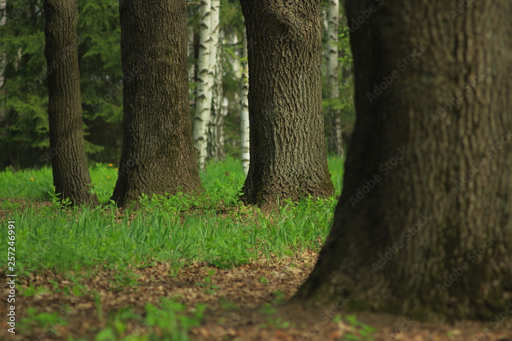 The trunks of trees among the grass. The trunks of trees among the grass.