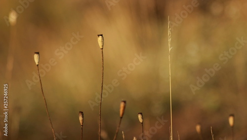  Several stalks of plants in the summer with a blurred yellow background.
