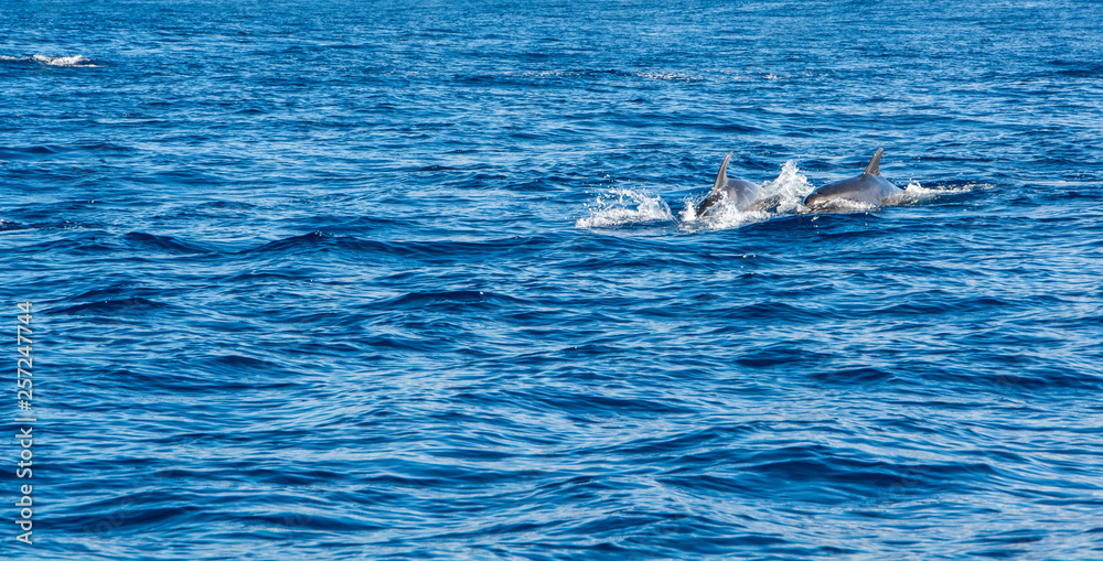 Fototapeta premium Dolphin watching Madeira Atlantic