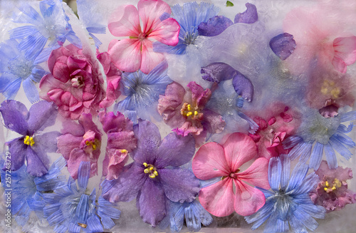 Background of violet, balsamine, geranium, chicory (succory) flower frozen in ice © foryouinf