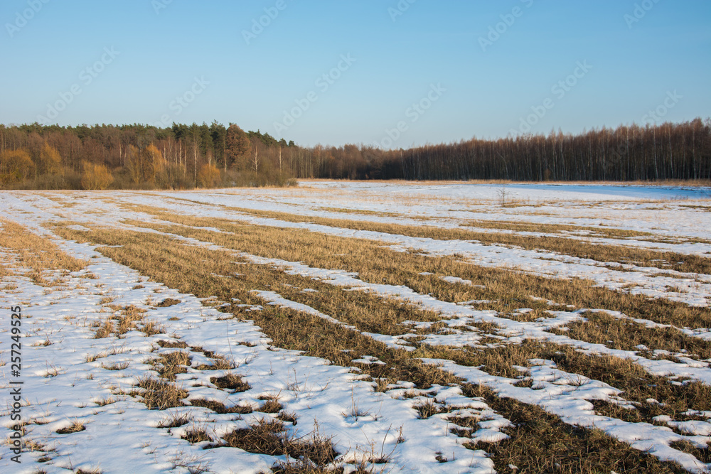 Melting snow on a large field. Forest and sky Melting snow on a large field. Forest and sky