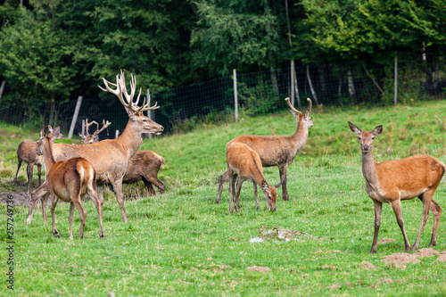 Fotografie, Obraz forest animal, Styria, Austria