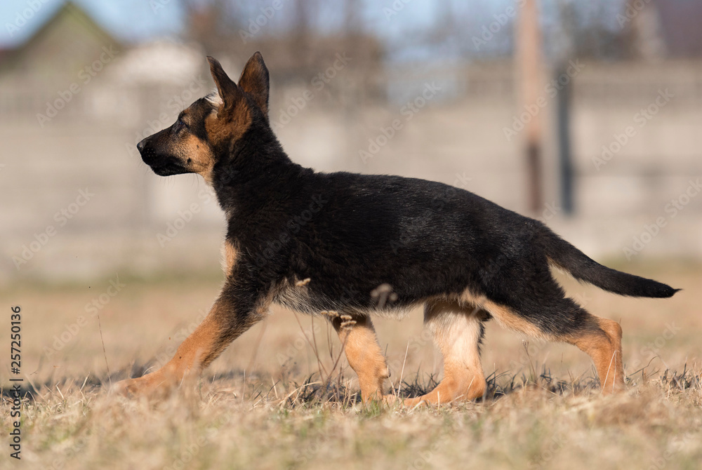 puppy breed German shepherd on a street walk puppy breed German shepherd on a street walk