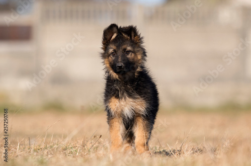 puppy breed German shepherd on the lawn © Happy monkey