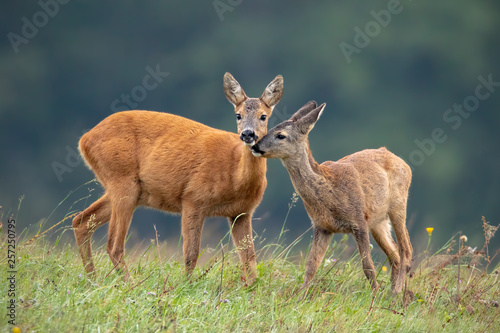 Intimate moment between mother roe deer, capreolus capreolus, doe and fawn touching with noses and standing close together on a meadow © WildMedia
