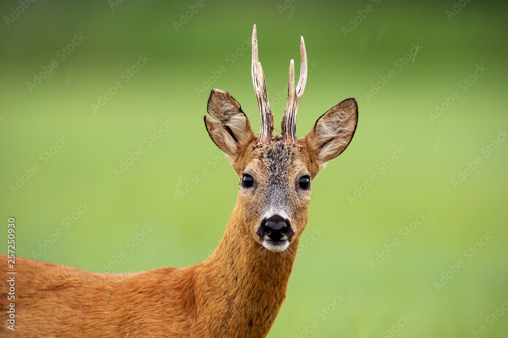 Close up of attentive roe deer, capreolus capreolus, buck standing on a meadow in summer with green blurred background. Wild animal in nature. Close up of attentive roe deer, capreolus capreolus, buck standing on a meadow in summer with green blurred background. Wild animal in nature.