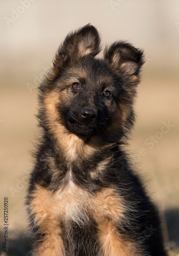 puppy breed German shepherd on the lawn