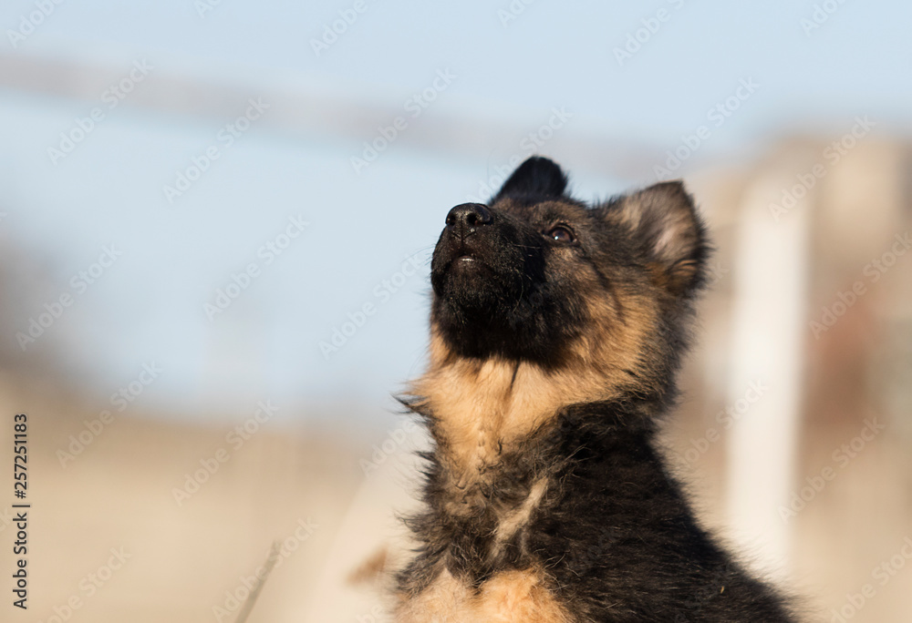 puppy breed German shepherd on the lawn