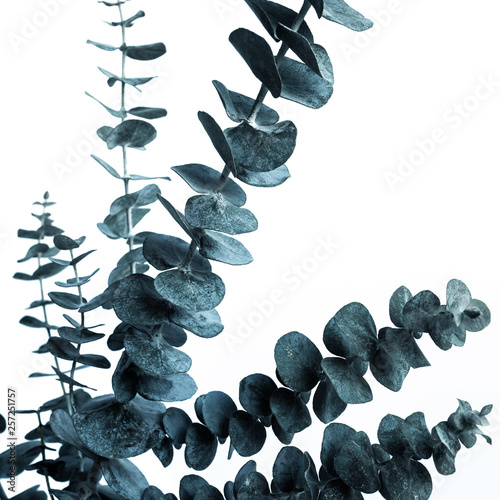 Tablou canvas Selective focus of eucalyptus leaves with white color background