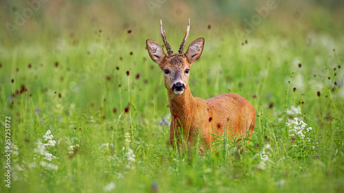 Surprised cute roe deer  capreolus capreolus  buck in summer standing in high grass with green blurred background.
