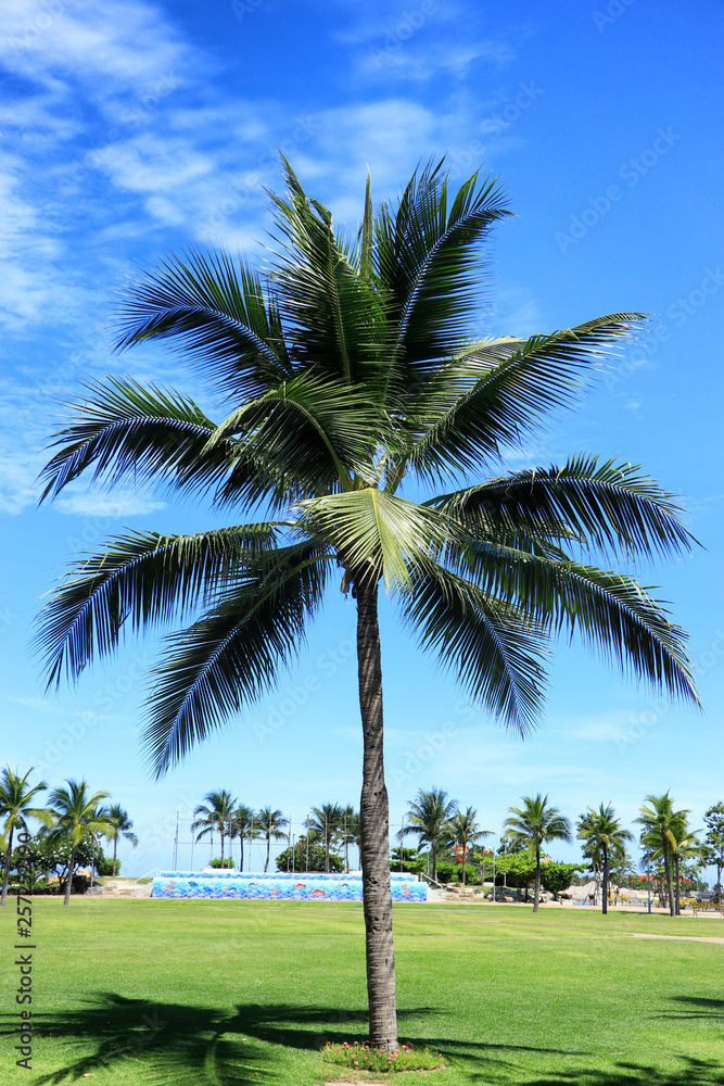 Coconut trees at public park Coconut trees at public park
