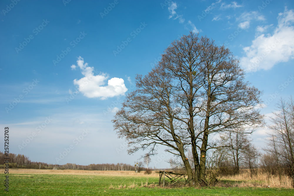 A huge tree growing in the meadow and clouds in the sky A huge tree growing in the meadow and clouds in the sky