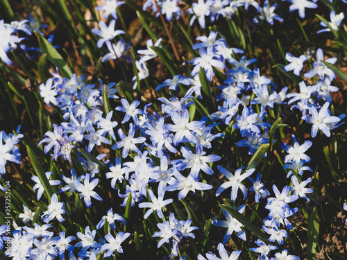 Glory-of-the-snow (Chionodoxa luciliae) flowering in early spring photo