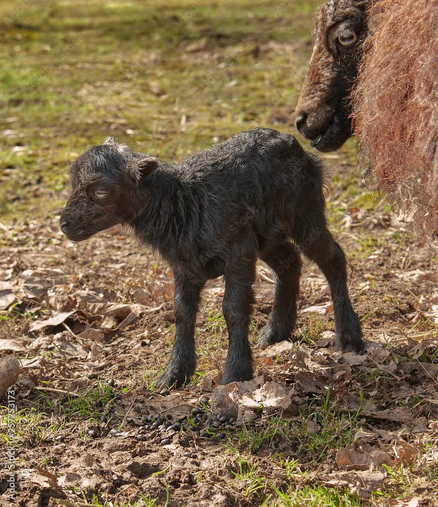 Freshly new born black ouessant sheep Freshly new born black ouessant sheep
