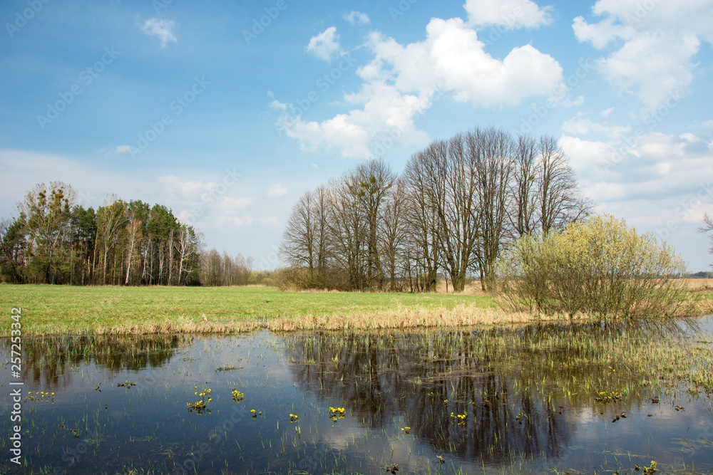 Spring flooded green meadow, forest to the horizon, clouds and trees reflecting in the water Spring flooded green meadow, forest to the horizon, clouds and trees reflecting in the water