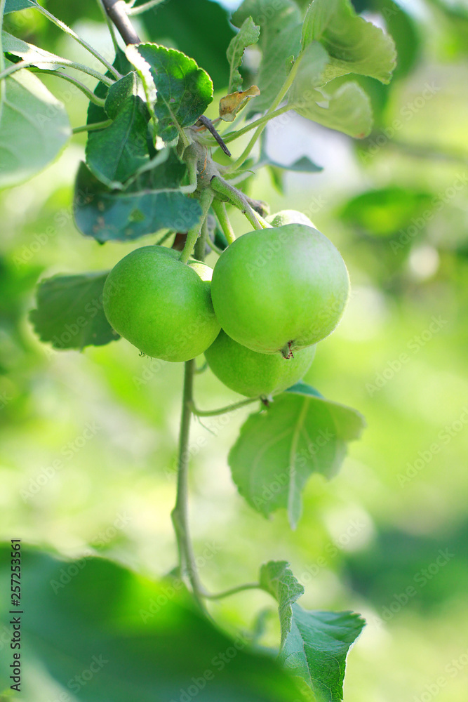  green apples on a branch