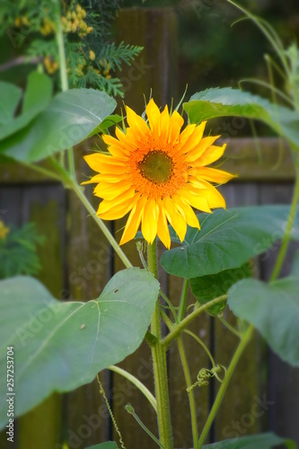 Wallpaper Mural sunflower in garden Torontodigital.ca