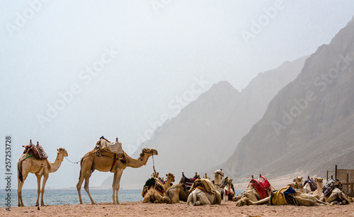 caravan lying camels in desert of Egypt Dahab South Sinai