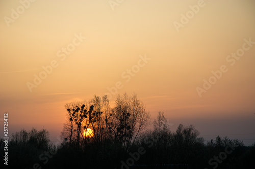 Sunset with trees - evening view
