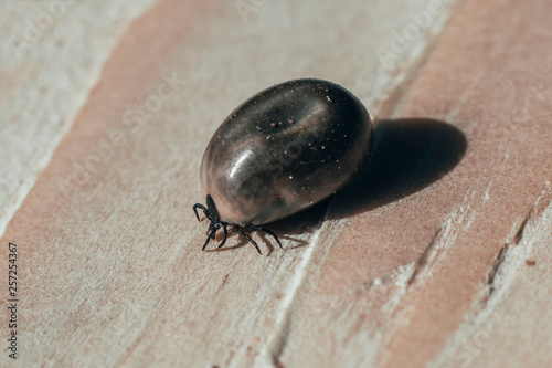 close-up. Dangerous parasite and tick carrier, on wooden background. he drank a lot of blood photo