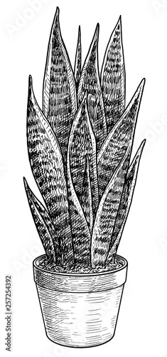Sansevieria illustration, drawing, engraving, ink, line art, vector