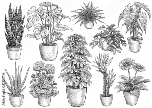 Houseplant collection, illustration, drawing, engraving, ink, line art, vector