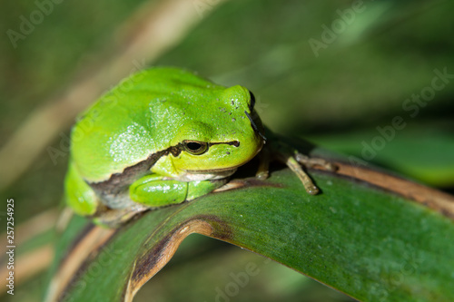 Beautiful european tree frog sitting on a leaf