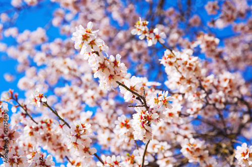 Cherry Blossom trees  Nature and Spring time background. 