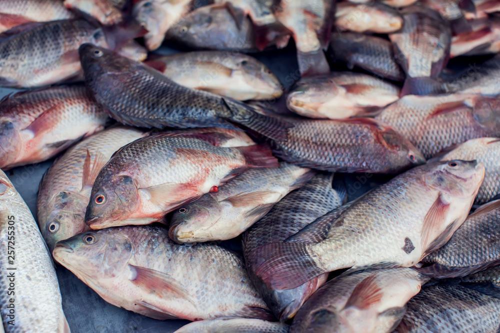 A lot of different kind of fish in market A lot of different kind of fish in market