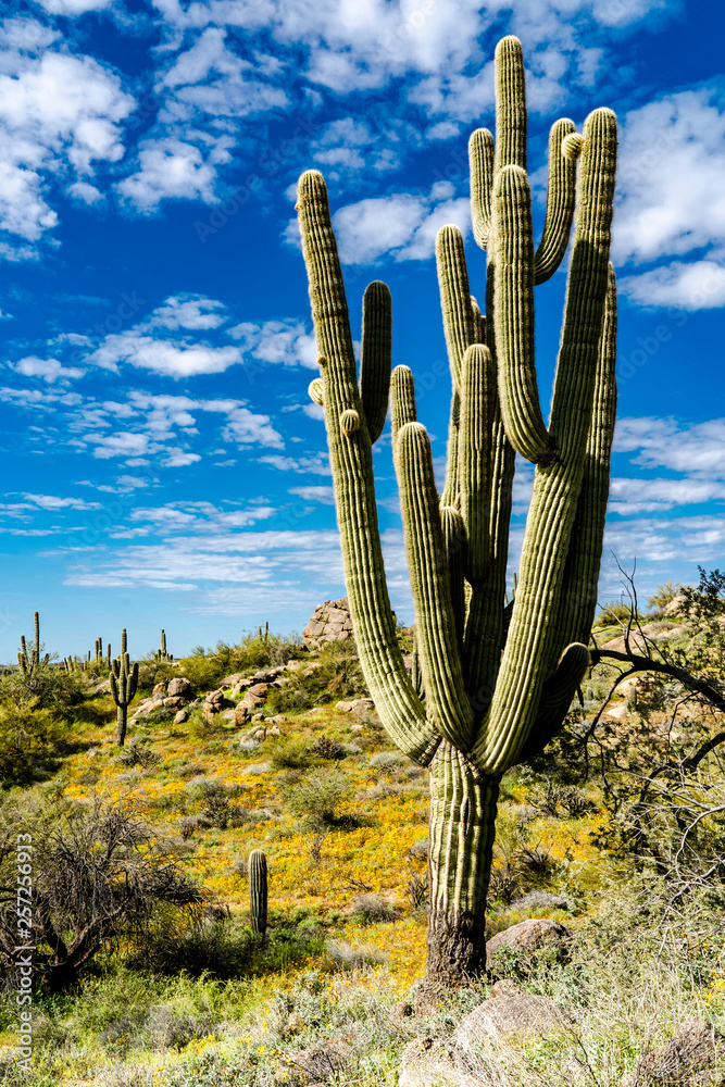 Poppies and the Saguaro